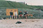 Tynemouth Beach Volleyball Tournament old photos